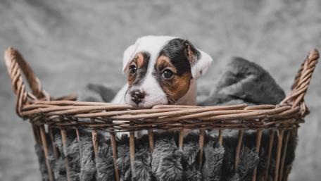 Adorable Jack Russell Terrier Puppy in a Basket wallpaper