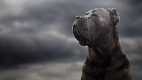 Majestic Cane Corso Against a Dramatic Sky wallpaper