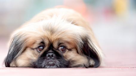 Adorable Dog Laying Down wallpaper