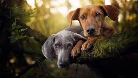 Joyful Moments in Nature wallpaper