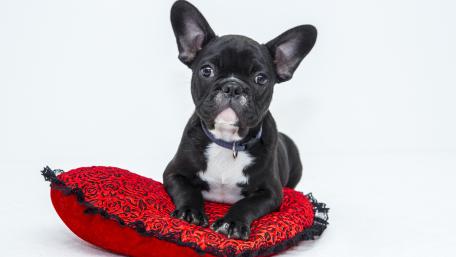 Adorable French Bulldog with Heart Pillow Background in 4K Quality wallpaper