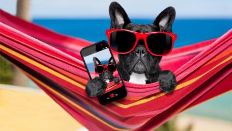 Cool French Bulldog Enjoying a Sunny Day in a Hammock wallpaper