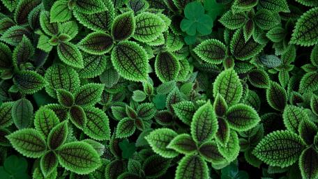 Nettle and clover wallpaper