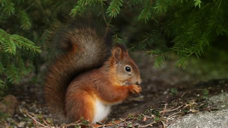Squirrel in Nature's Embrace wallpaper