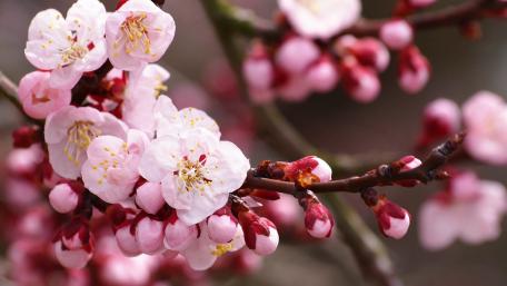 Blooming Beauty of Spring Flowers wallpaper