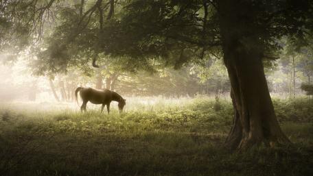 Majestic Horse Grazing in a Serene Glade wallpaper