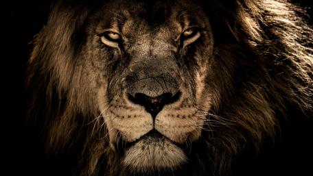 Majestic Lion in Dramatic Shadows wallpaper