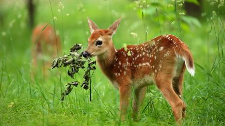 Gentle Fawn in Lush Greenery wallpaper