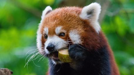 Red Panda Eating in the Wild wallpaper