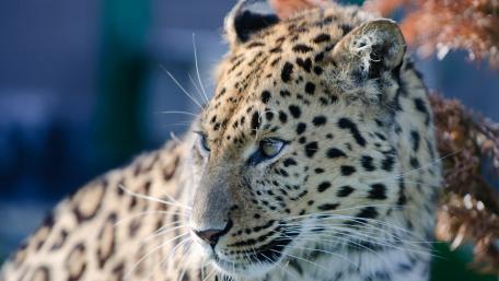 Majestic Amur Leopard Portrait wallpaper