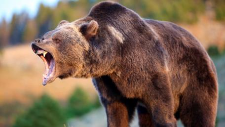 Brown bear wallpaper