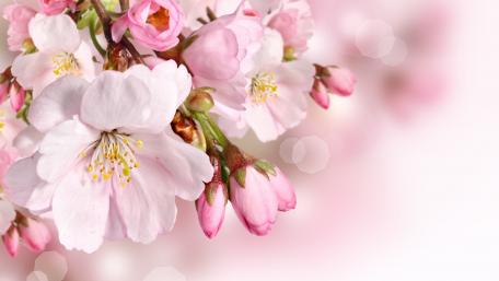 Delicate Cherry Blossoms in Full Bloom wallpaper