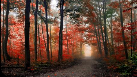 Autumn Forest Pathway Inspiring Serenity wallpaper