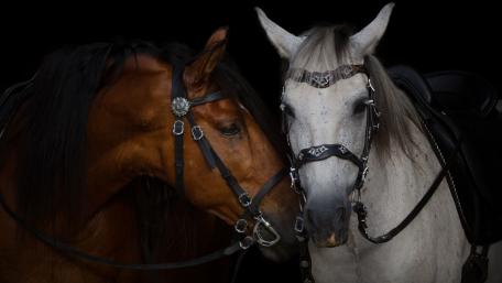 Gallant Companionship in the Darkened Stable wallpaper