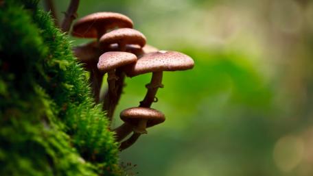 Enchanting Forest Mushrooms Close-Up wallpaper