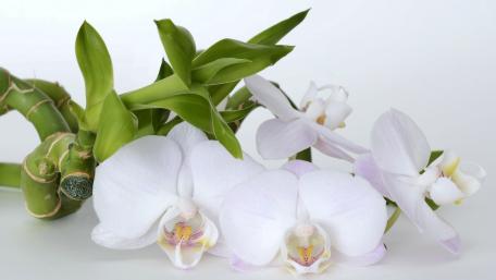 Elegant White Orchids with Green Bamboo Accents wallpaper
