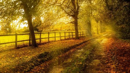 Autumn Glow on a Country Road wallpaper