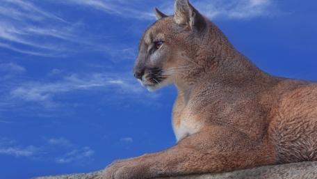 Cougar wallpaper