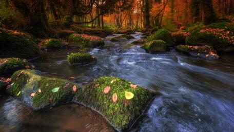 Serene Autumn River in a Mossy Forest wallpaper