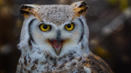 Majestic Owl with Striking Eyes and Detailed Feathers wallpaper