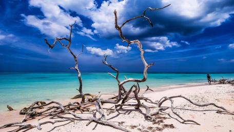 Driftwood on the beach wallpaper