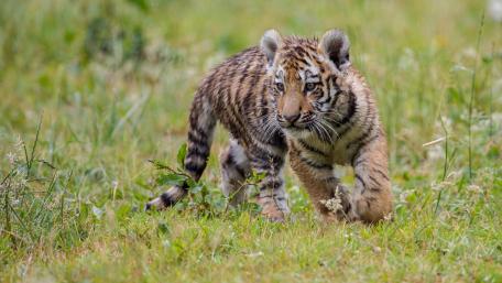 Adorable Tiger Cub Exploring Its Natural Habitat wallpaper