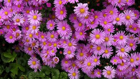 Vibrant Pink Flower Garden Displaying Nature's Beauty wallpaper