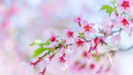 Blossoming Cherry Trees in Springtime Beauty wallpaper