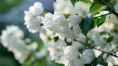 Delicate White Blossoms in Bloom wallpaper