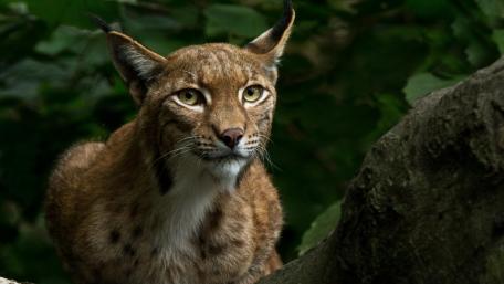 Majestic Lynx in Natural Habitat wallpaper
