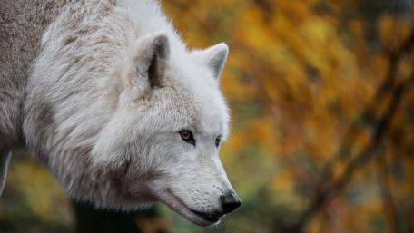 Majestic Arctic Wolf in Focus wallpaper