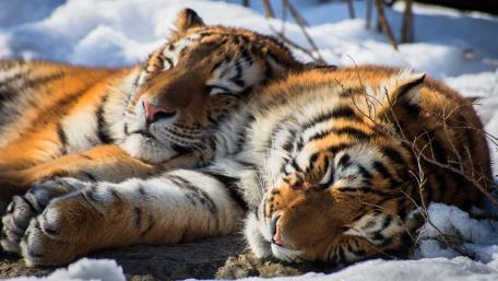 Majestic Tigers in Peaceful Slumber wallpaper