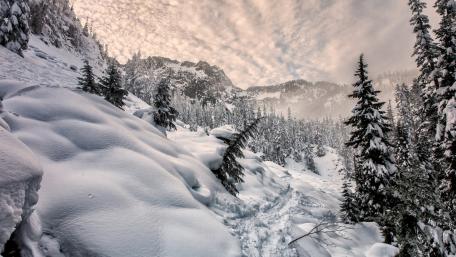 Serene Snowy Landscape in Winter Light wallpaper
