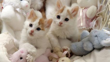 Adorable Kittens Nestled with Plush Toys wallpaper