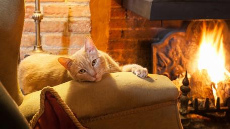 Cozy Cat by the Fire wallpaper