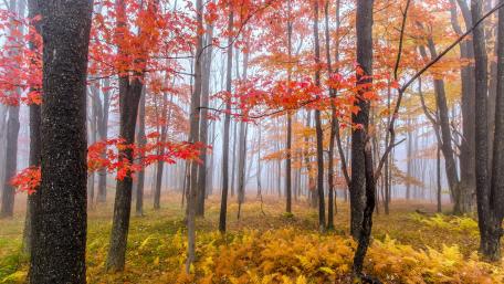 Autumn Serenity in a Misty Forest wallpaper