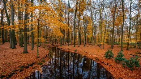 Autumn Serenity in a Forest Reflection wallpaper