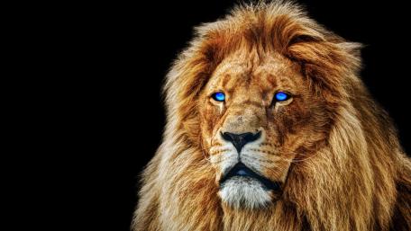 Majestic Lion with Striking Blue Eyes wallpaper