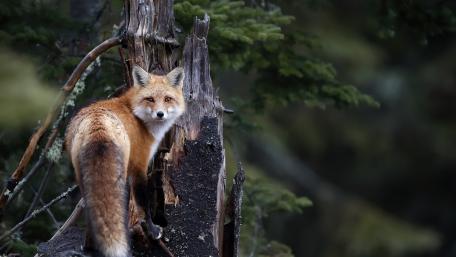 Majestic Fox in the Forest Scene wallpaper