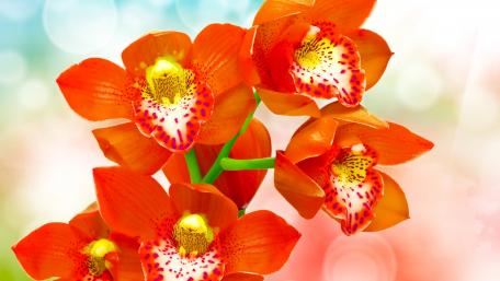 Vibrant Orange Orchids in Full Bloom wallpaper