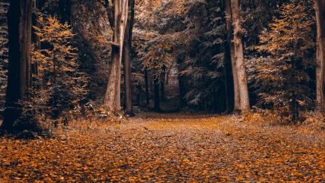 Autumn Serenity in the Forest wallpaper