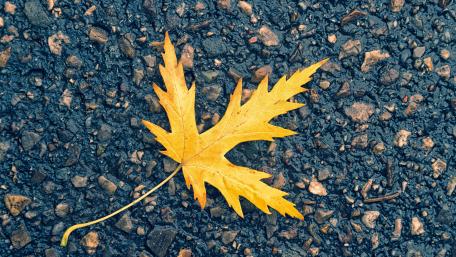 Vibrant Yellow Maple Leaf on Dark Ground wallpaper