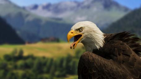Majestic Bald Eagle in the Wild wallpaper