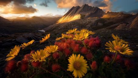 Majestic Mountain Wildflowers at Dusk wallpaper