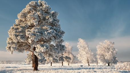 Winter Wonderland with Snowy Trees wallpaper