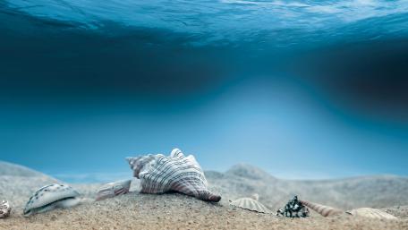 Tranquil Underwater Scene with Seashells wallpaper
