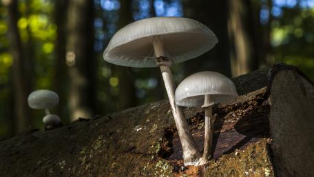 Trunk with white mushrooms wallpaper