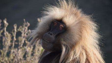 Ethiopian wildlife wallpaper