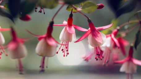 Elegant Pink Fuchsia Blossoms in Soft Light wallpaper