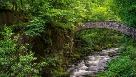 Serene Forest Bridge Over Tranquil River wallpaper